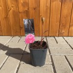 Pivónia bylinná (Paeonia lactiflora) ´ALEXANDER FLEMING´, kont. C1L 